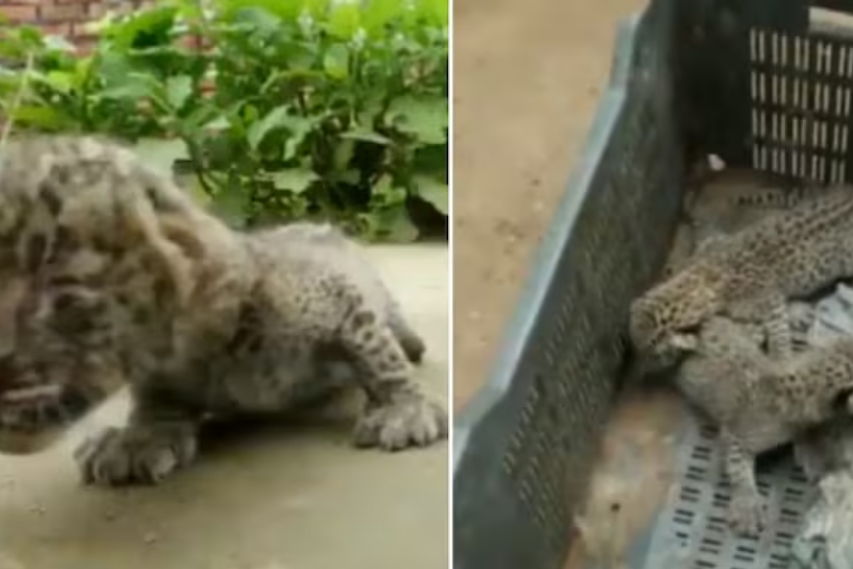 Leopard Cubs