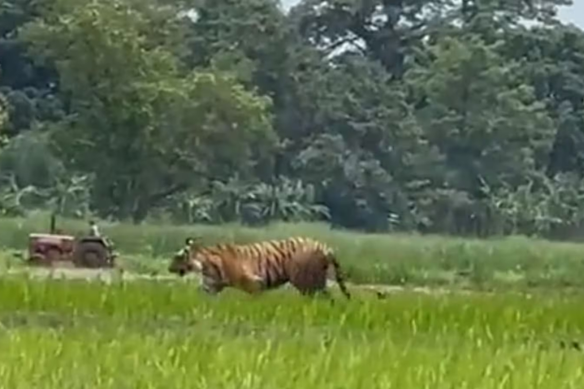 Tiger strolls through field in UP's Pilibhit, video goes viral