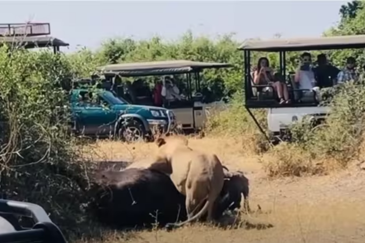 Heroic Buffalo Rescue
