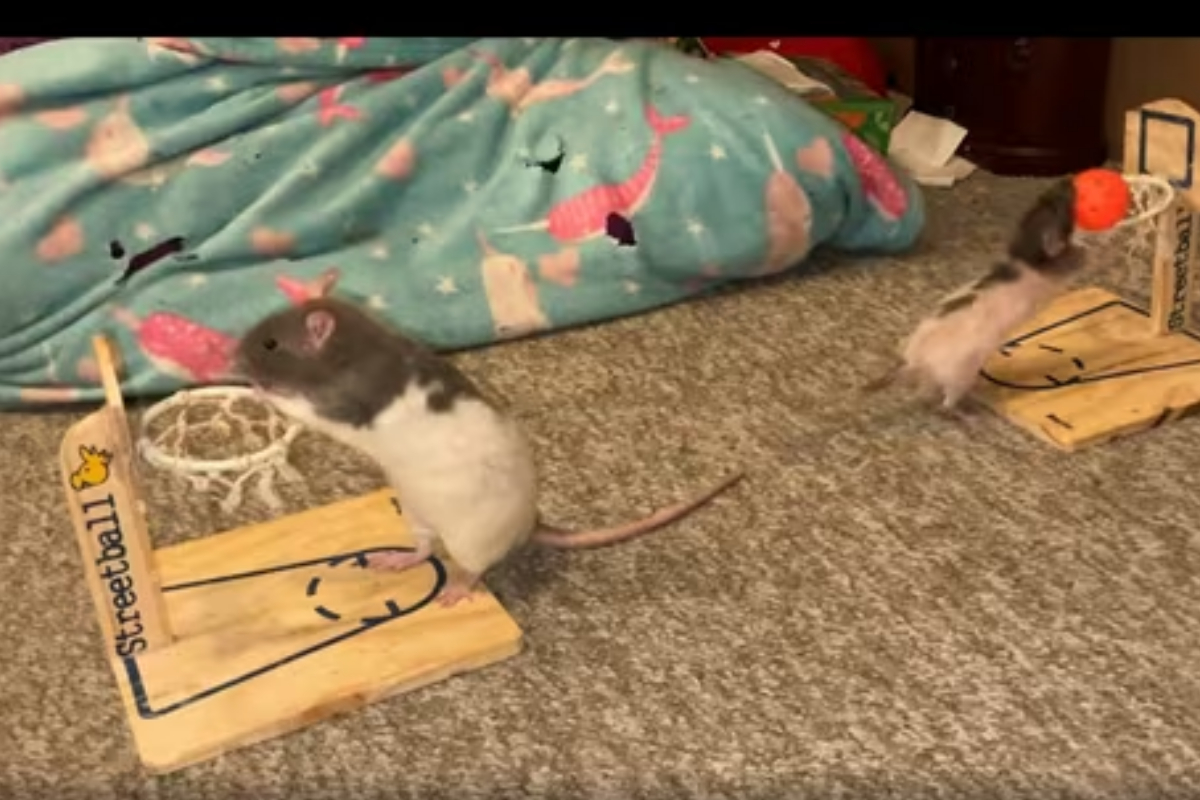 Talented Rats Show