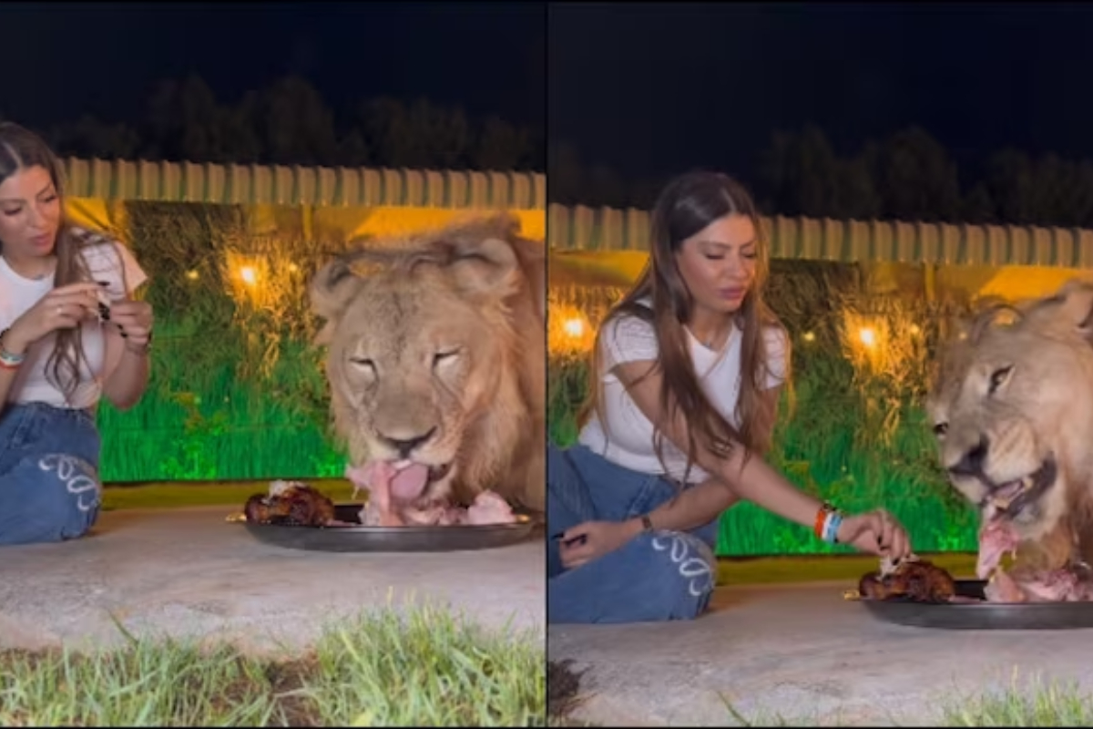Lion and Woman Eat From Same Plate, Video Goes Viral