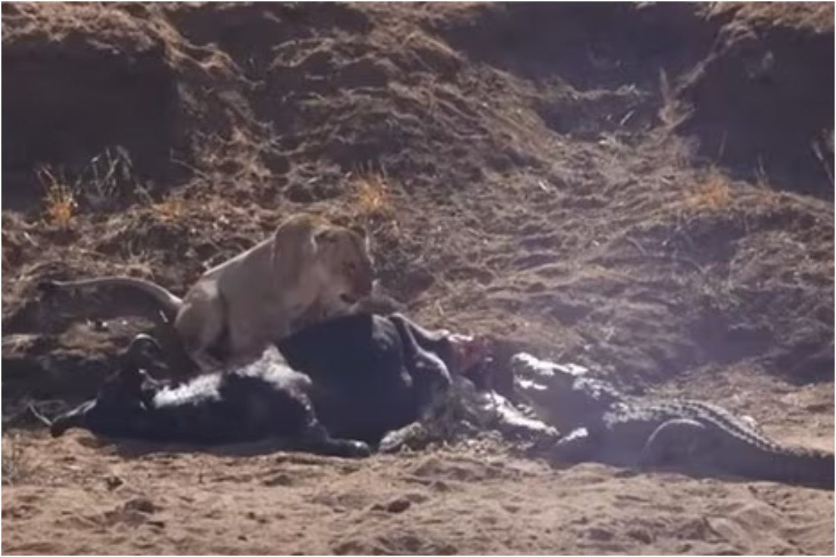 Lions Put Up Fierce Battle to Protect Their Prey