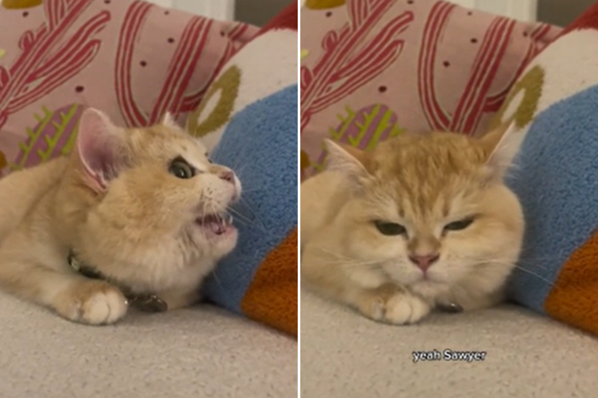 Cute Kitty Can't Get Enough of Netflix's Intro Sound