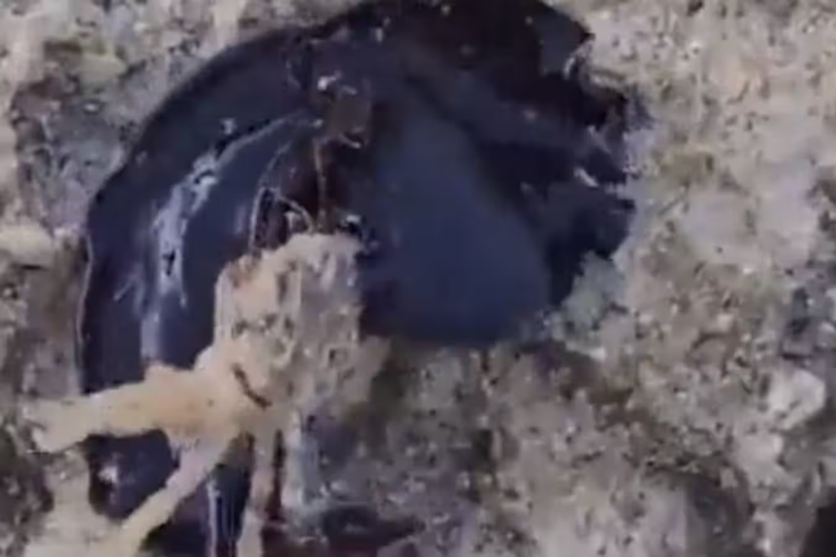 Real-Life Venom? Black Creature Eating Crab Goes Viral