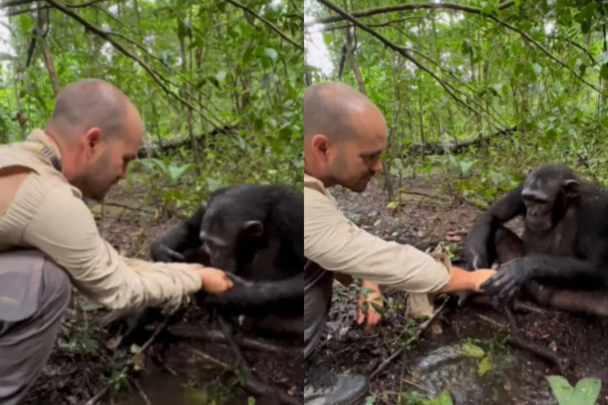 Chimpanzee Shows Gratitude by Washing JC Pieri's Hands