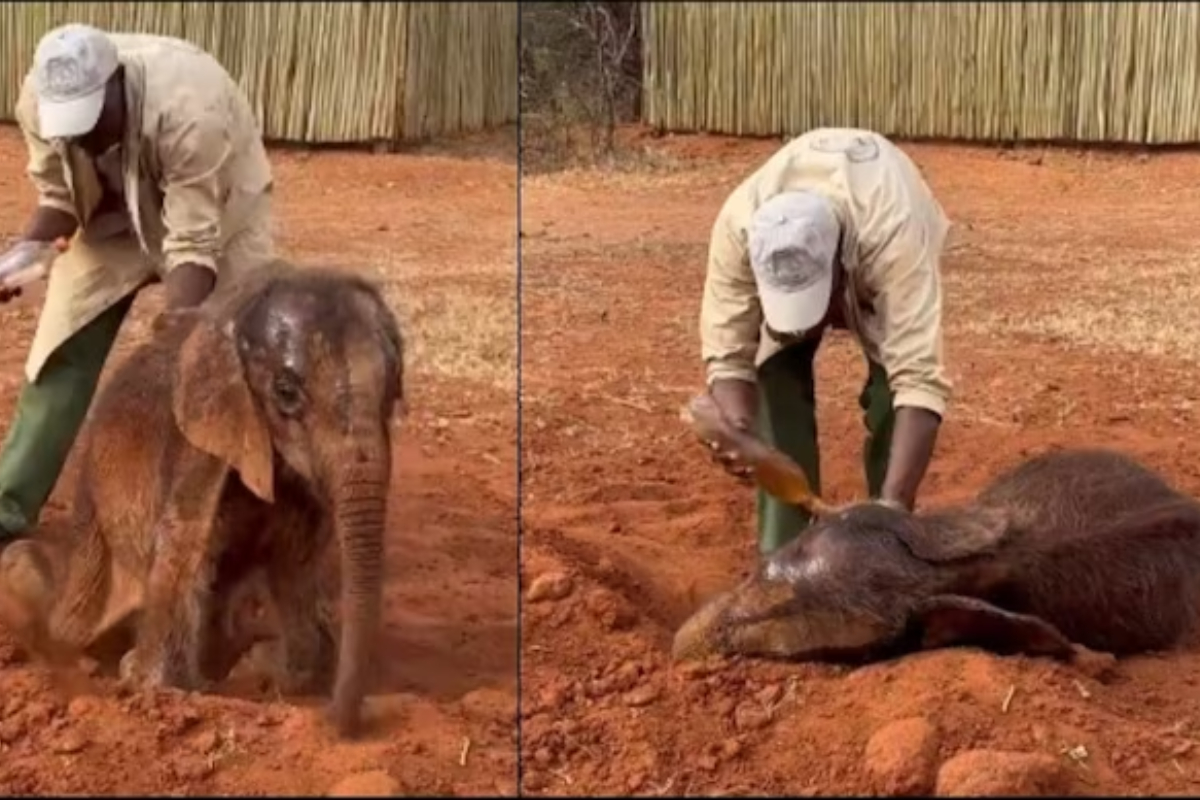 Cute Baby Elephant Gets the Royal Treatment at Spa