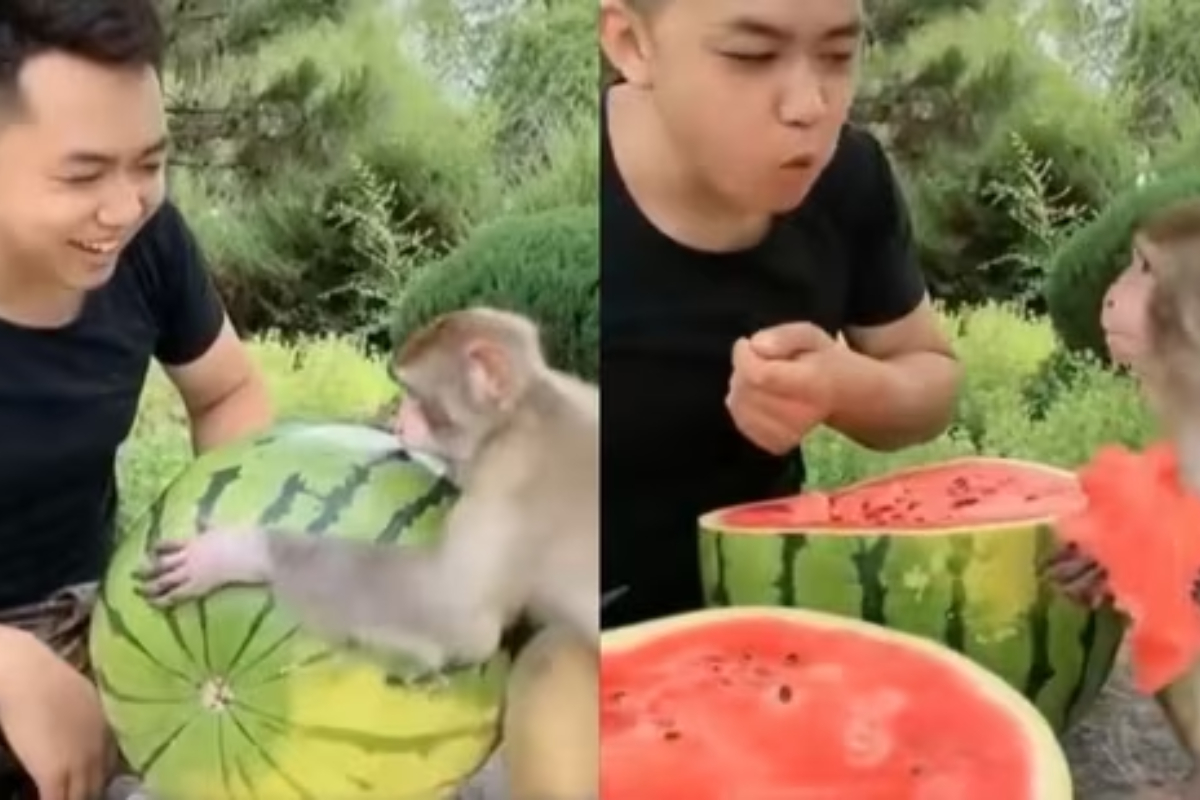 Man's sweet gesture to monkey wins hearts online