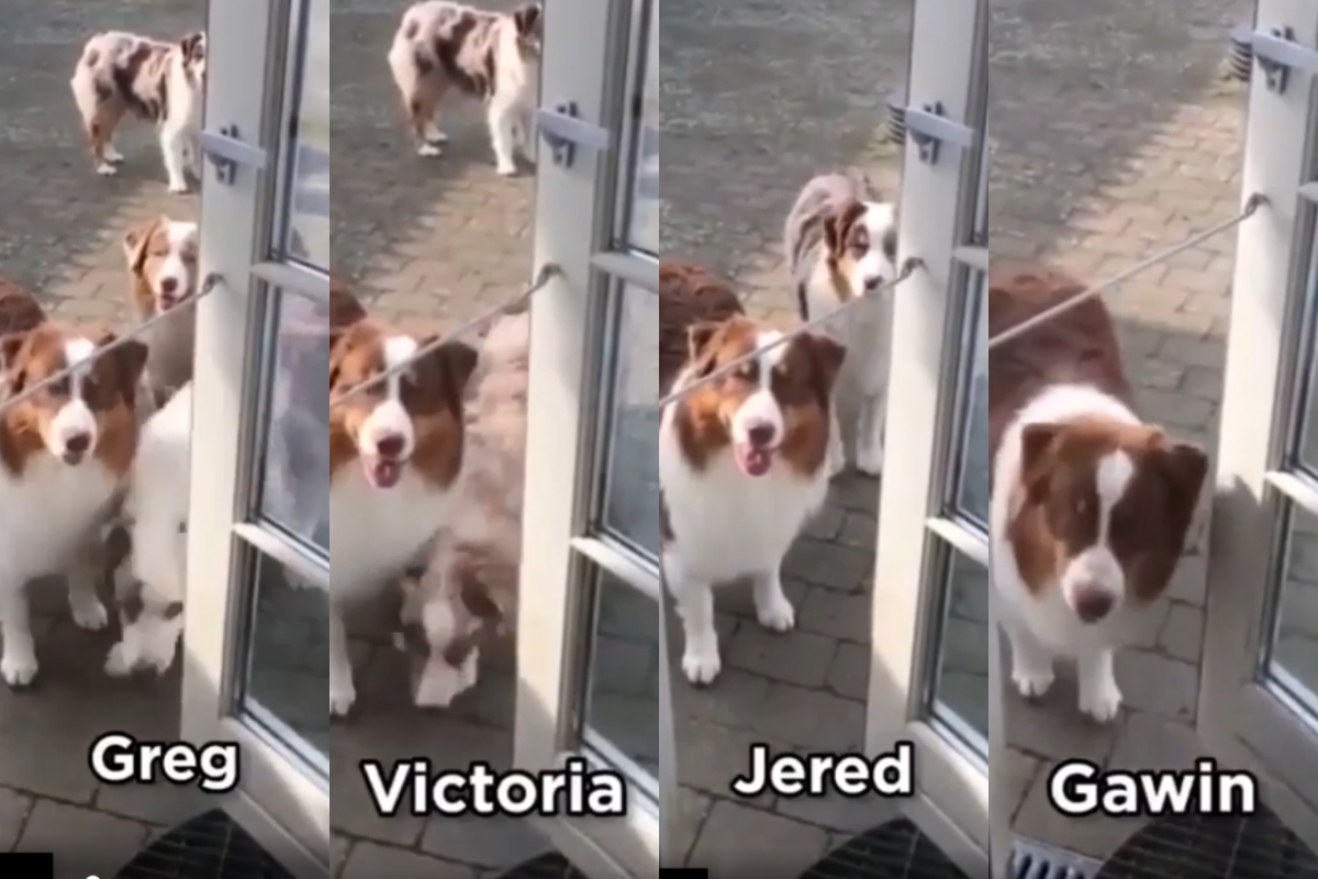 Dog's