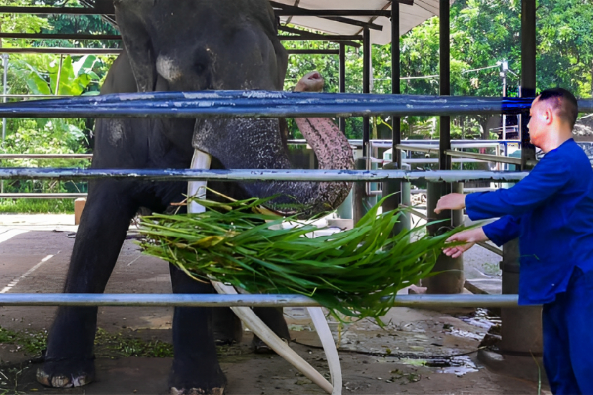 Neglected Elephant