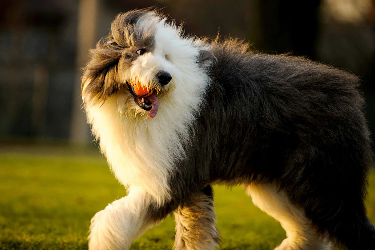 Sheepdog Skills