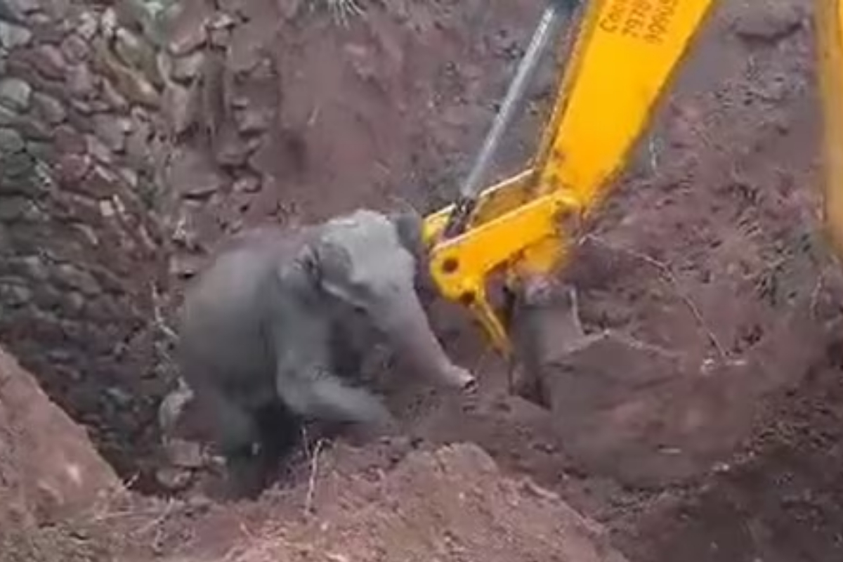 Heartwarming Elephant