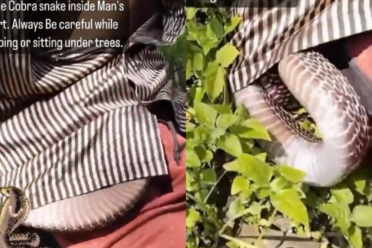Deadly Cobra
