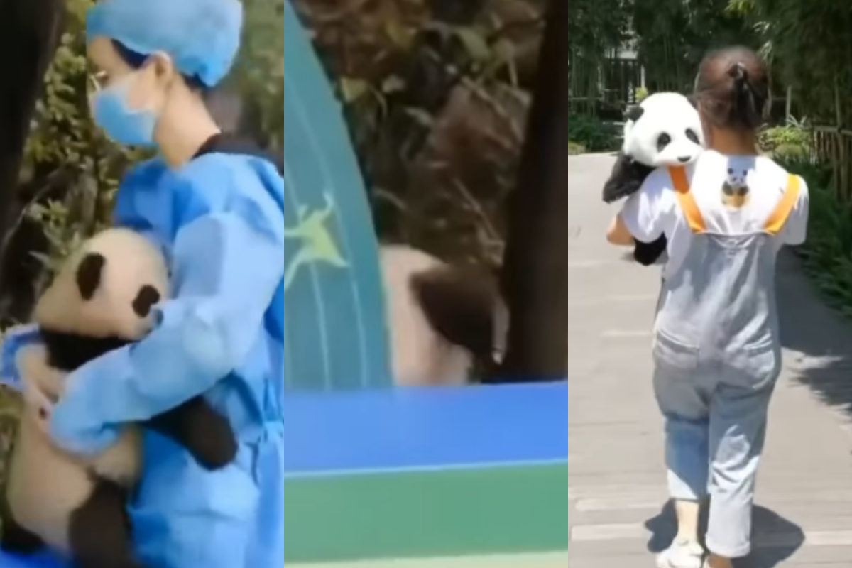 Baby Panda
