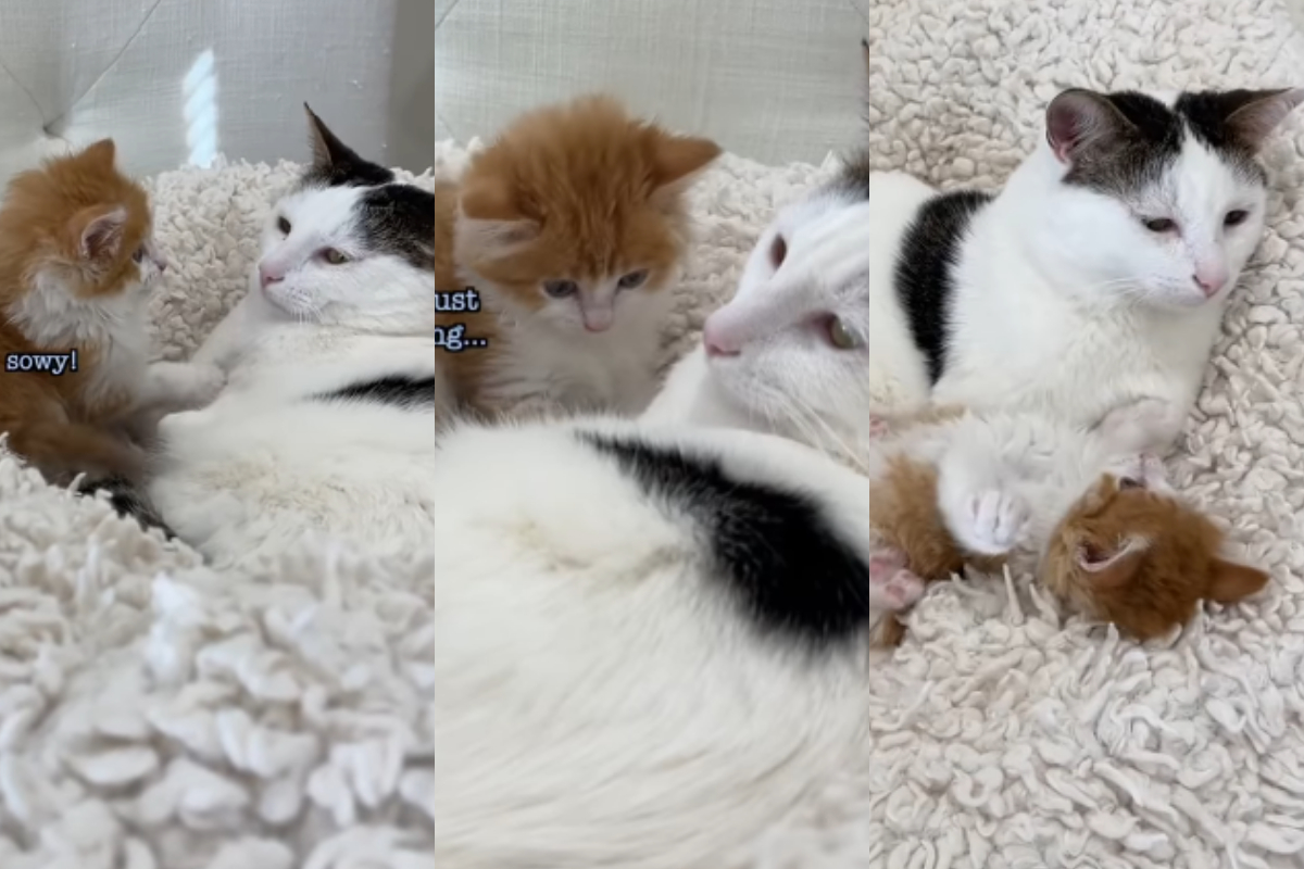Cat Adopts Kitty