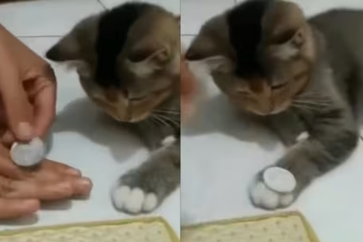 Cat Trick