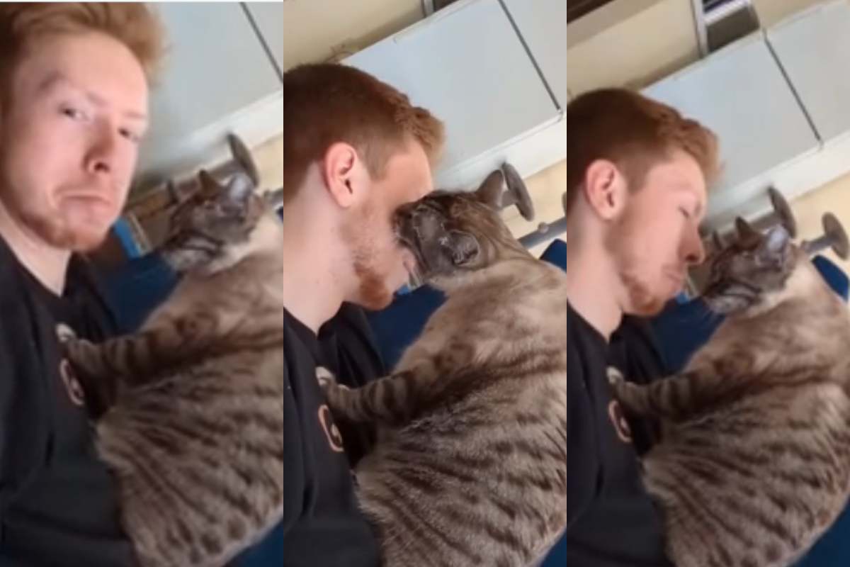 Cat Gives a Kiss