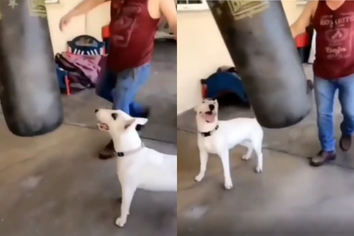 Dog
