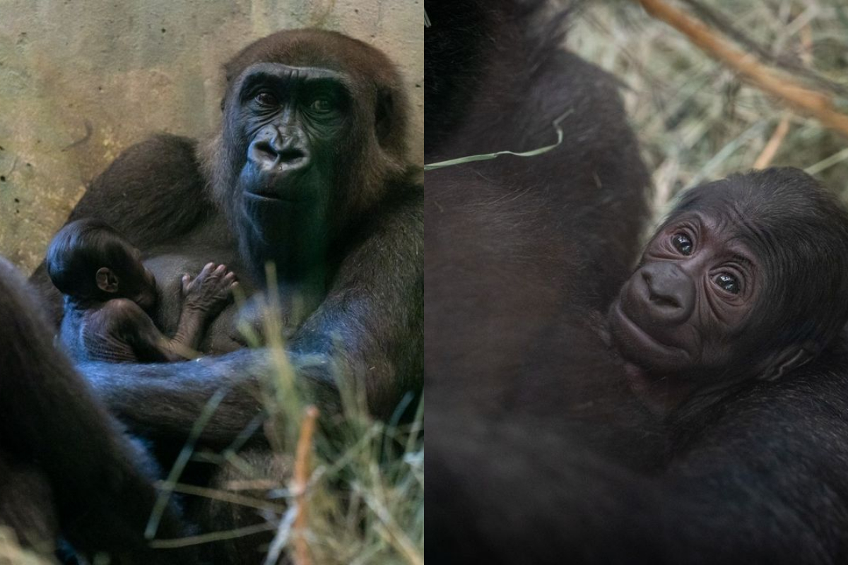 Gorilla
