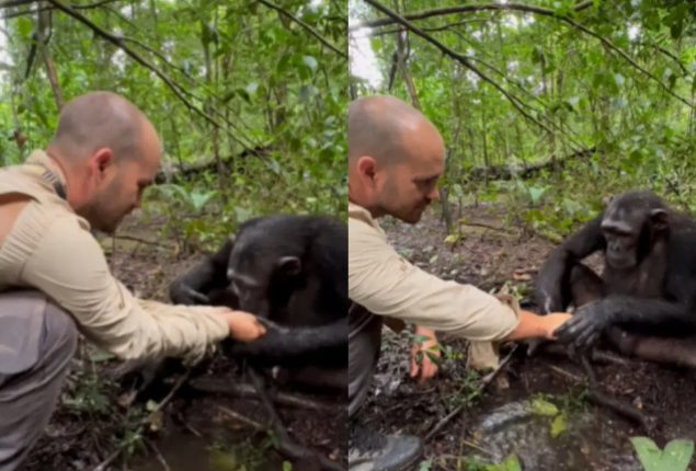 Chimpanzee Displays Gratitude by Washing JC Pieri's Hands