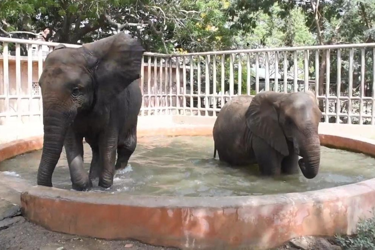 Punjab zoo