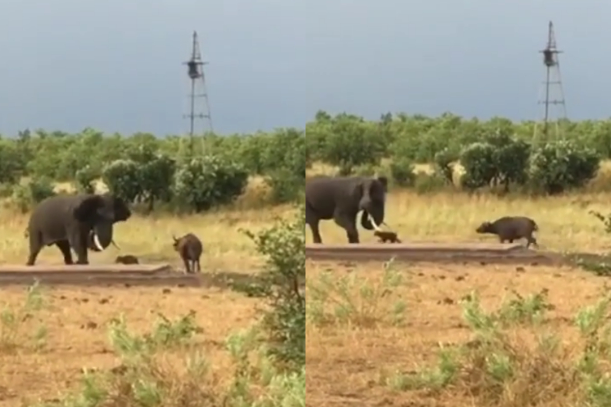 Baby Buffalo