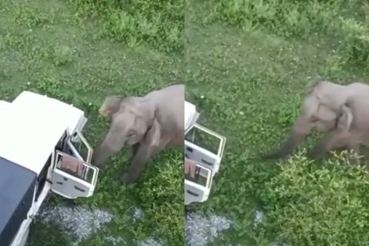 Elephant