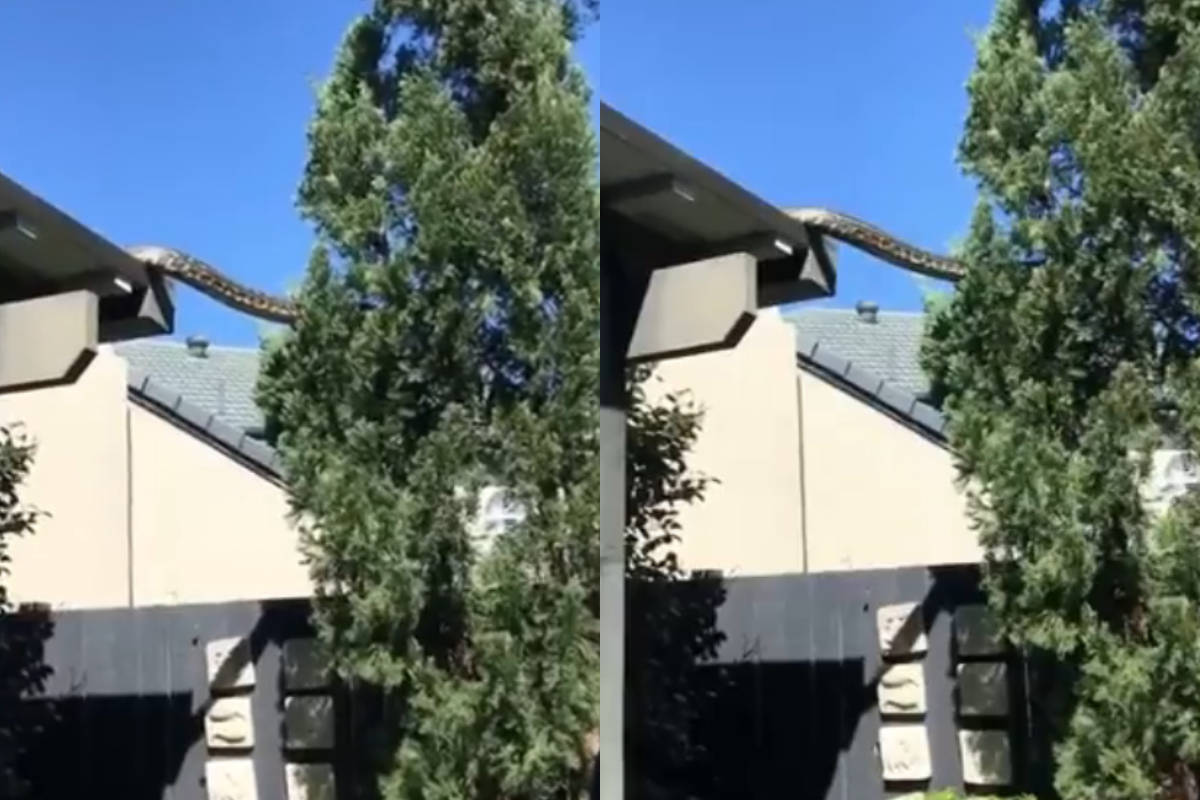 Python