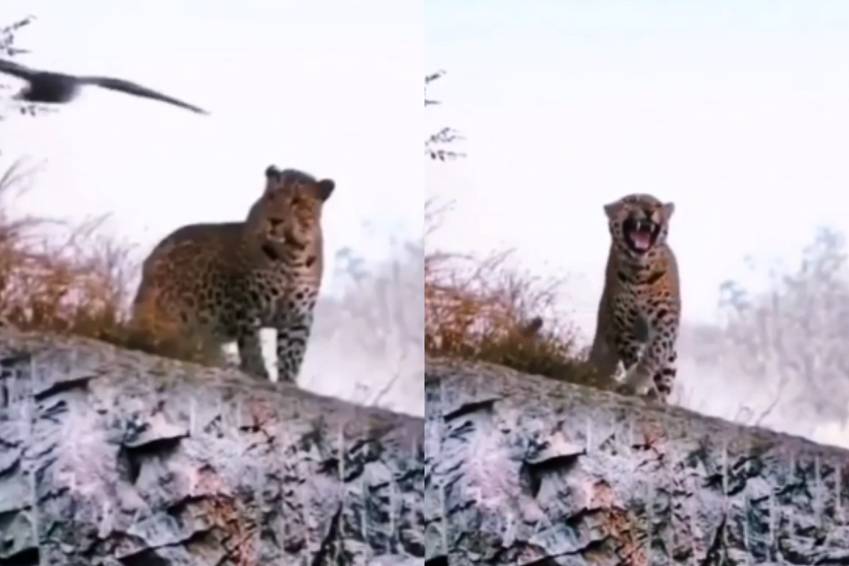 Eagle Vs Leopard