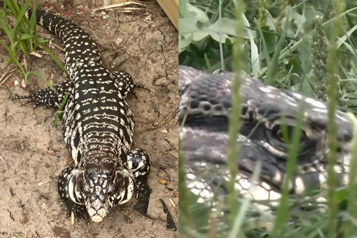 Lizard