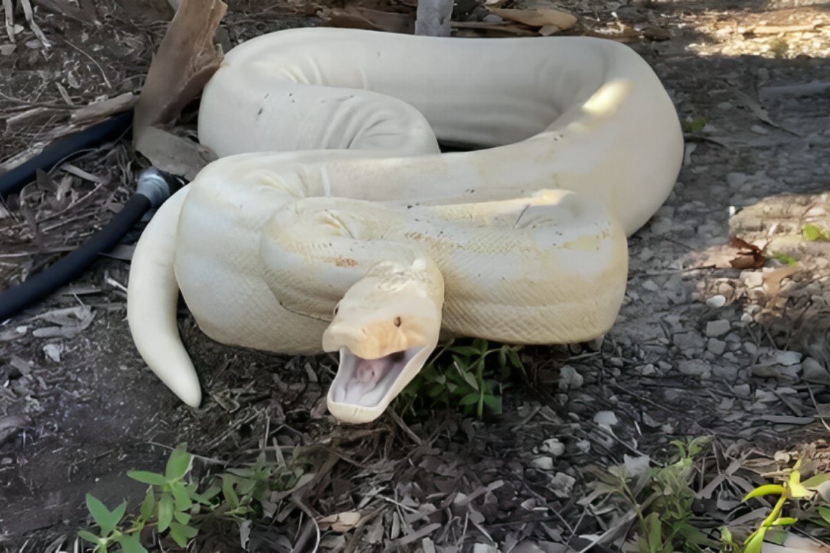 Snake