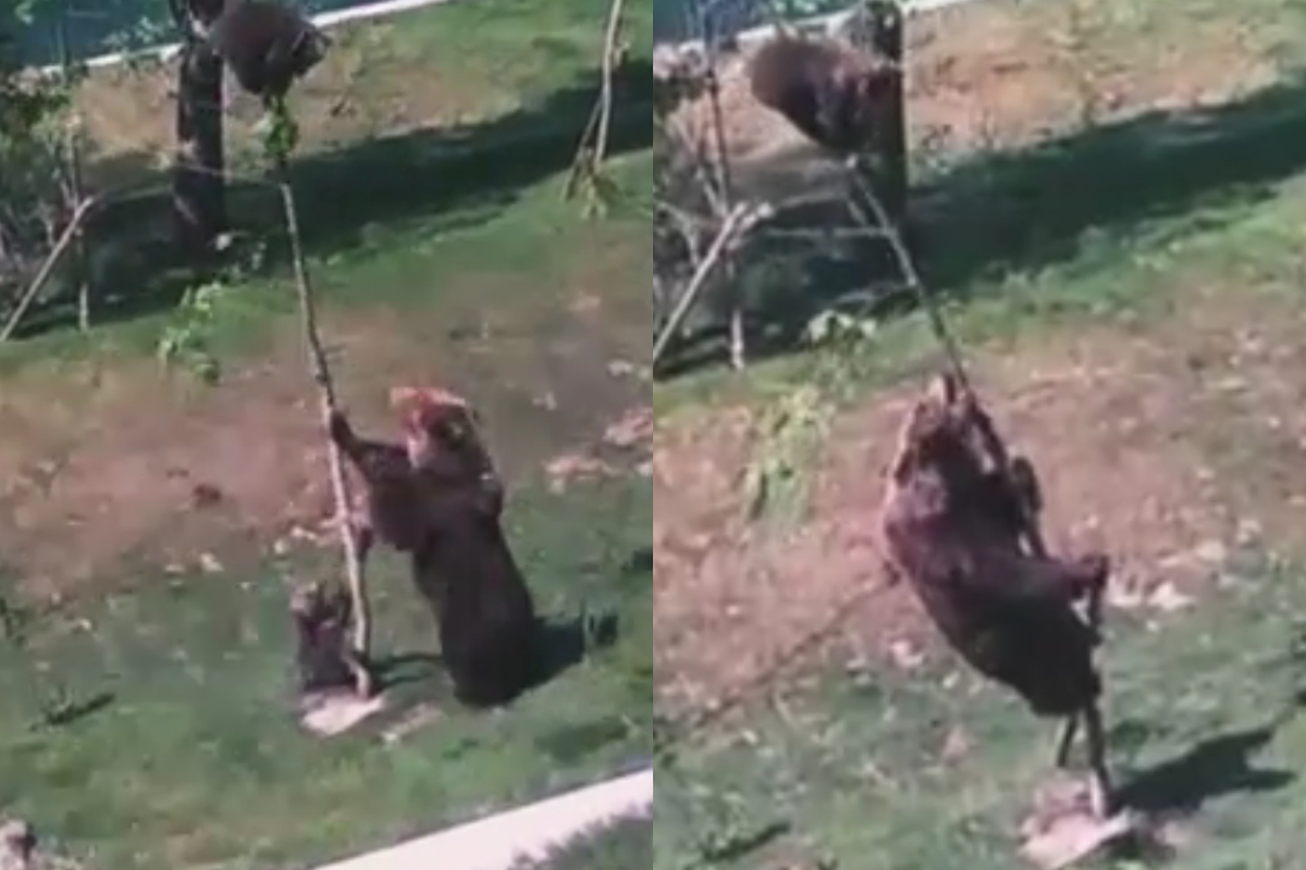 Bear