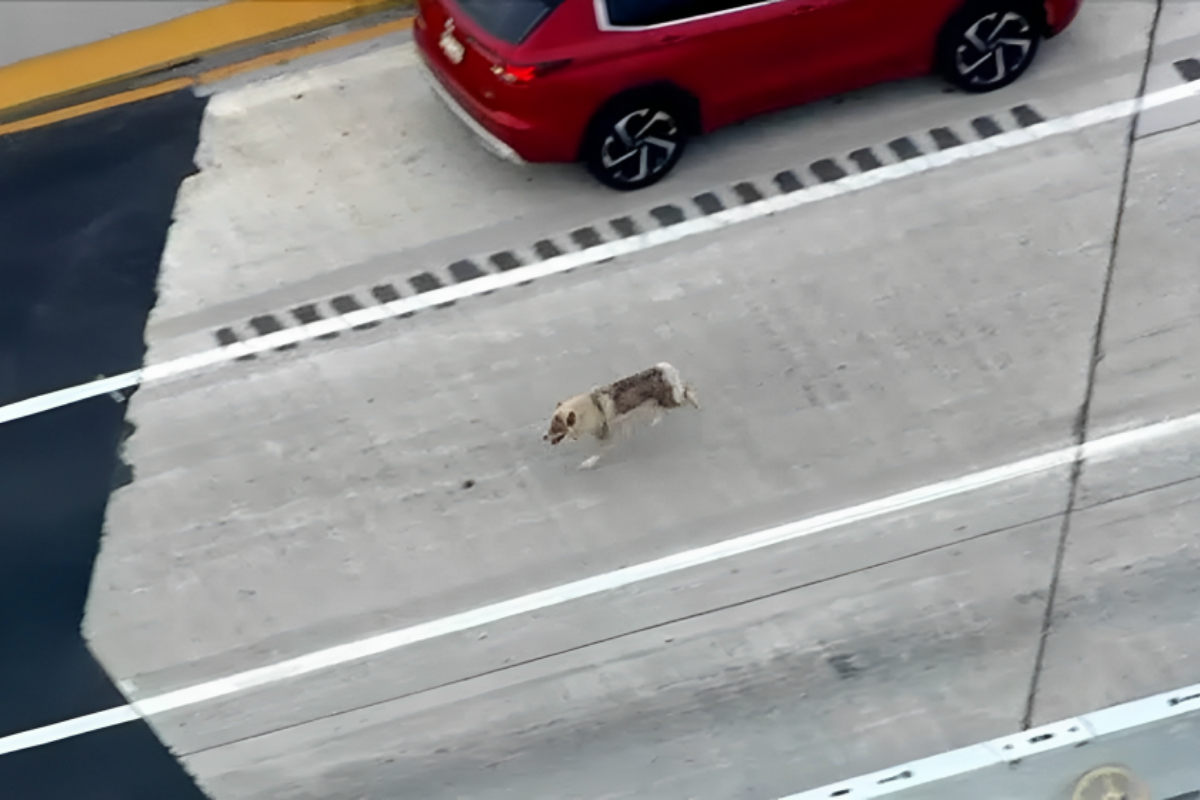 Dog Halts Traffic