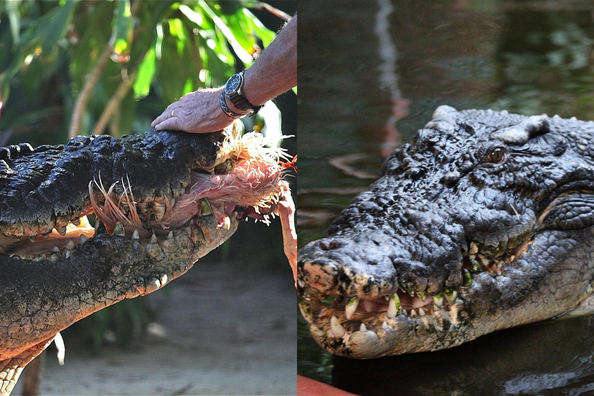 Crocodile