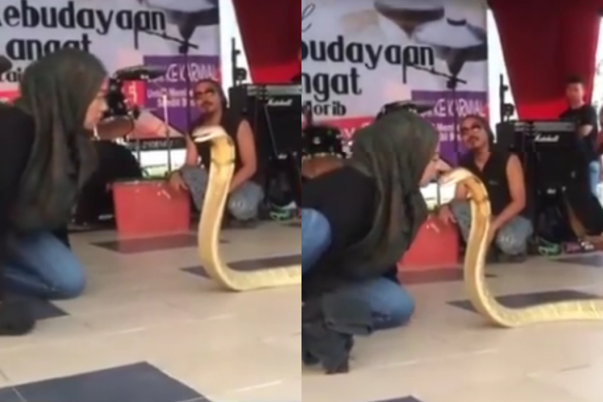King Cobra