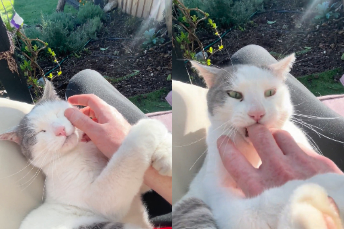 Cat's Mood Swing