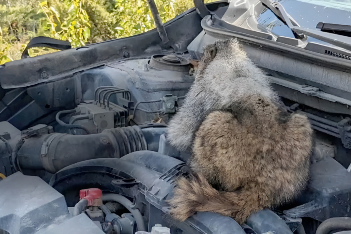 Marmot
