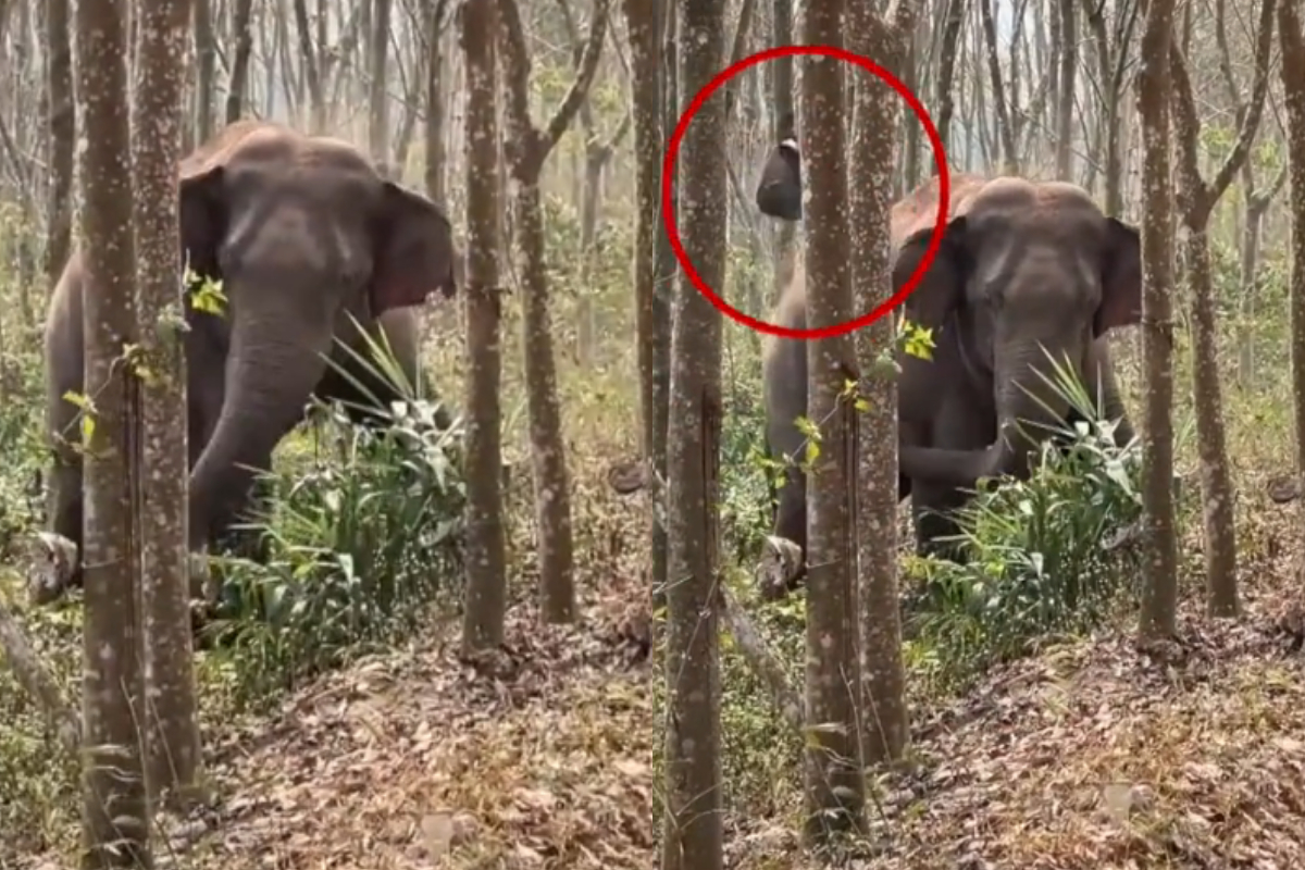 Wild Elephant