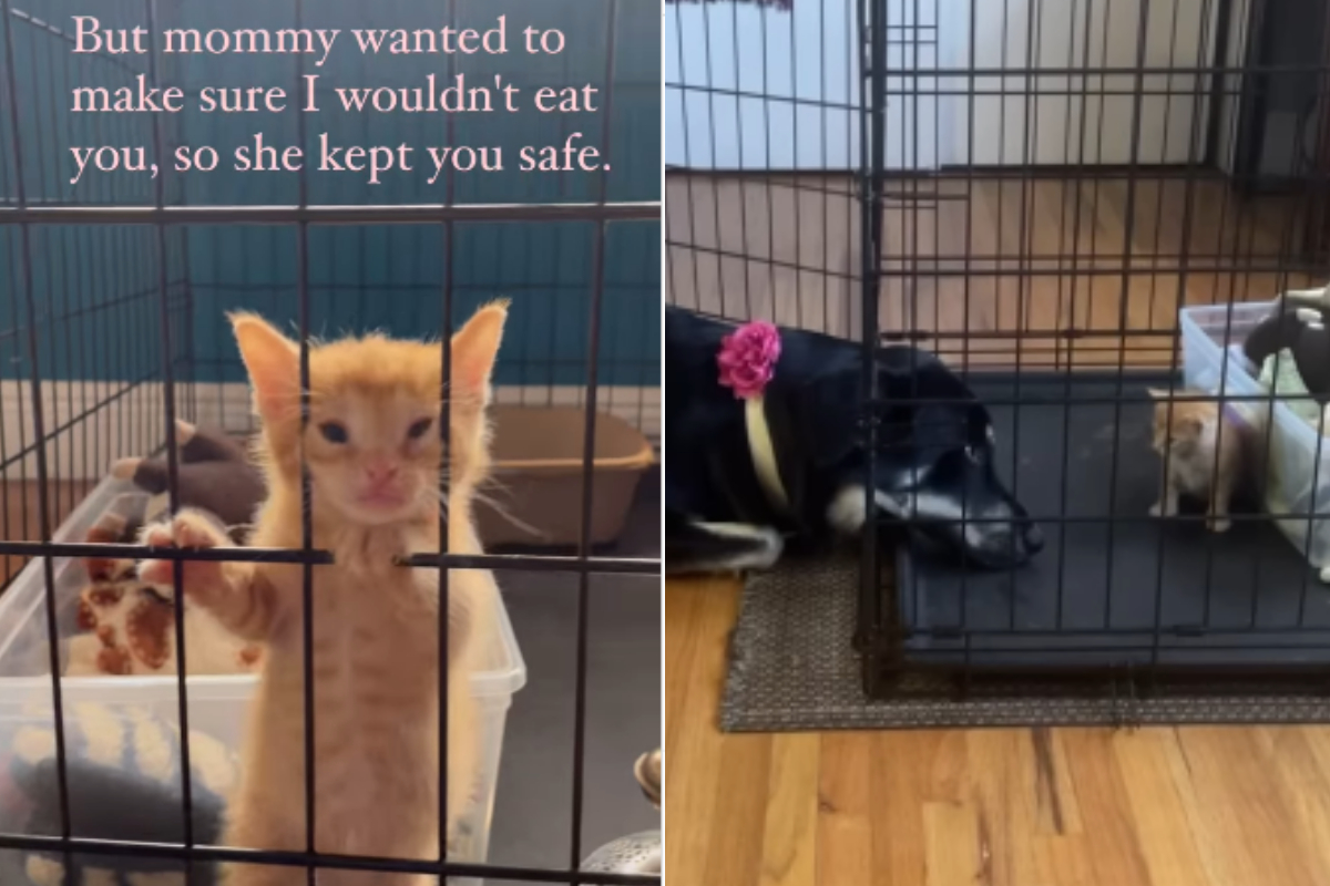 Dog's Bond with Kitten
