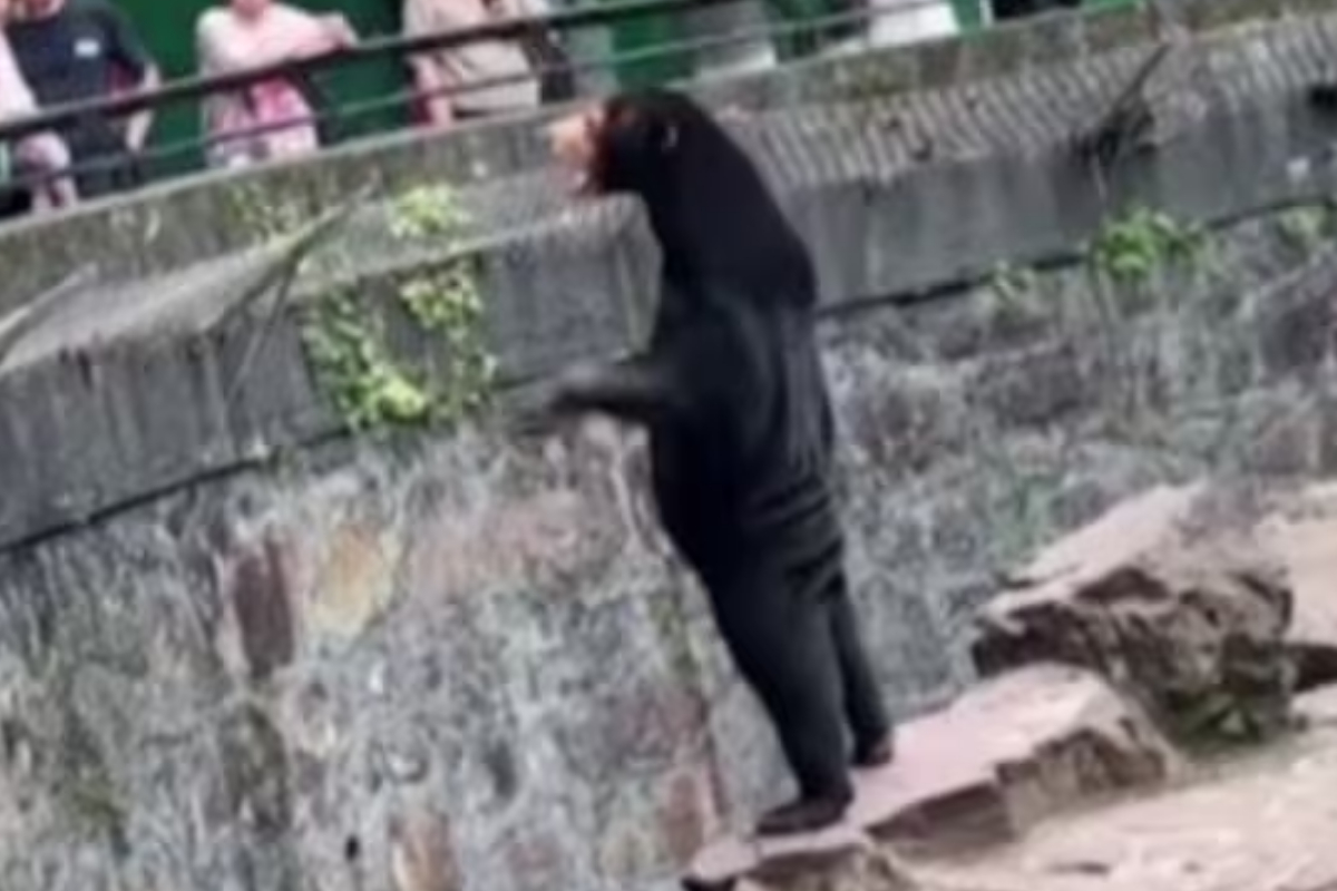 Bear in Human Costume