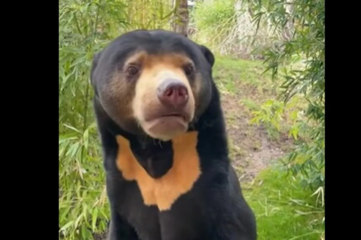 'Bear-human hybrid'? Video of UK zoo animal goes viral