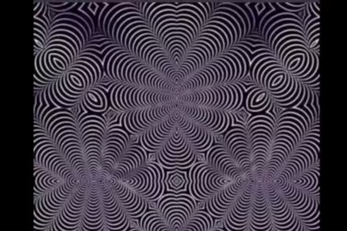 Animal Optical Illusion