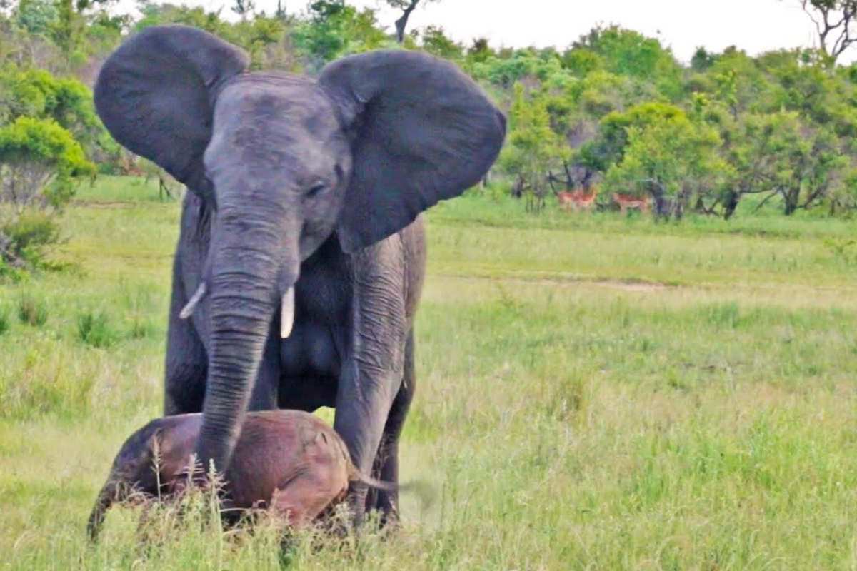 Baby Elephant Takes First Steps with Mama's Help
