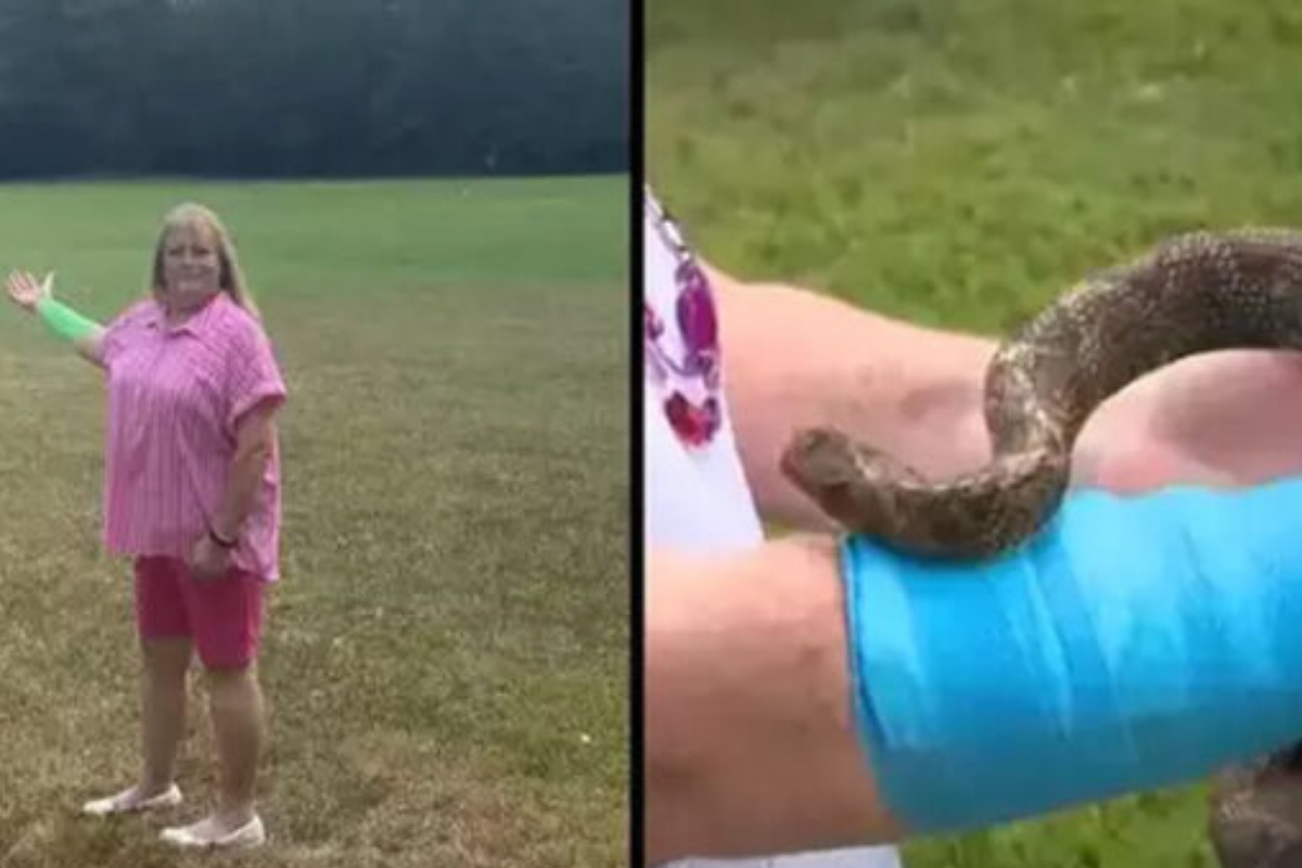 Snake Attack