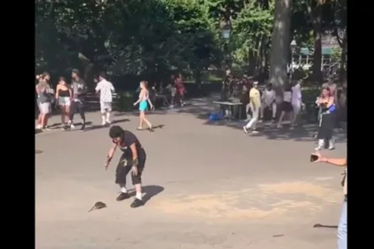 Rat Dancing on Roadway