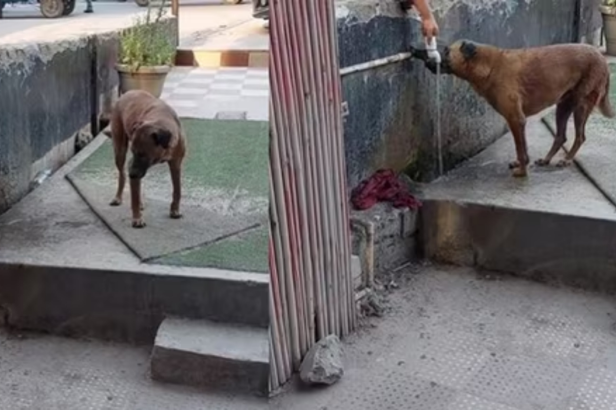 Woman Kindness to Puppy