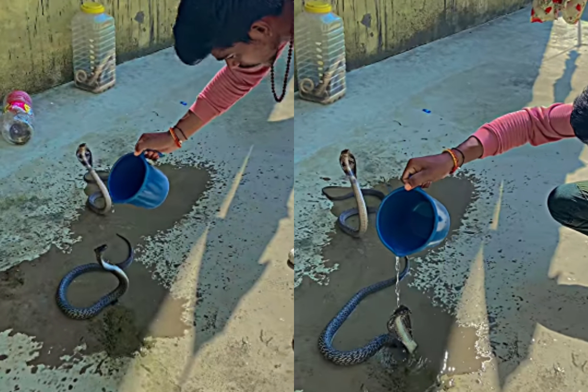 Man Baths Cobras