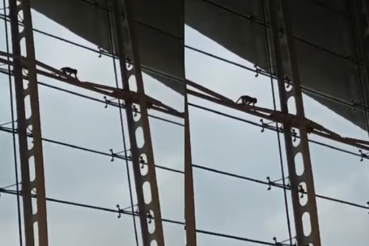 Monkey