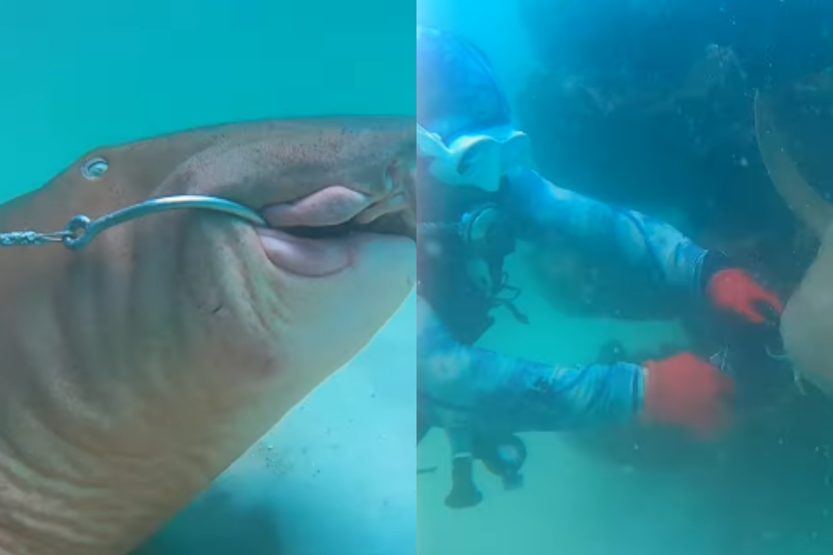 Shark