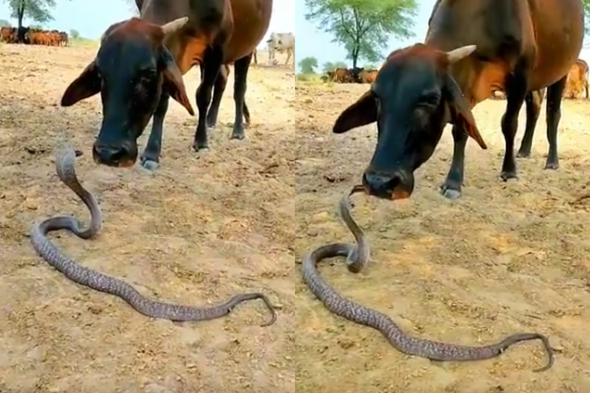 Cow and Snake