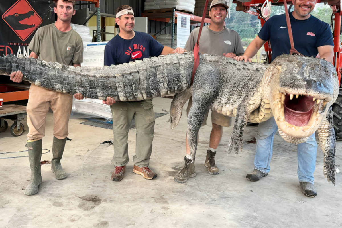 Alligator